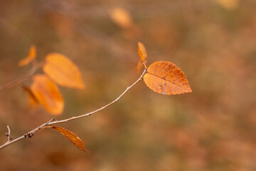 autumn leaves in the park