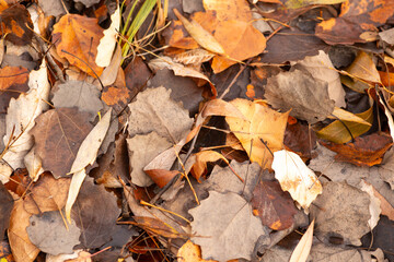 autumn leaves in the park