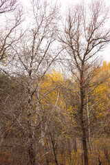 Obraz premium autumn leaves in the park