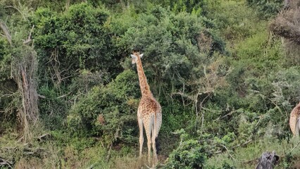 Giraffe feeding on leaves in the wild, surrounded by lush greenery