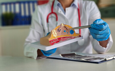 Doctor explains breast anatomy using anatomical model. Woman specialist points at different parts at lesson concept