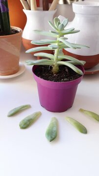 Vertical video of a succulent plant, Graptosedum Darley Sunshine, with thick, fleshy green leaves arranged in a rosette pattern, potted in a purple pot with visible soil, thriving in dry conditions
