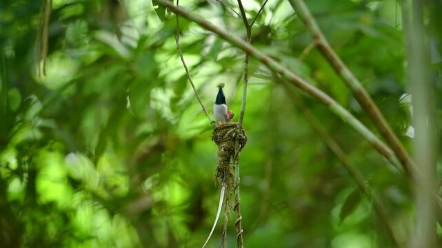white Blyth's Paradise-flycatcher  bird feeding insect for baby in nest on a branch.