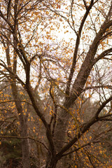Naklejka premium autumn leaves on the tree