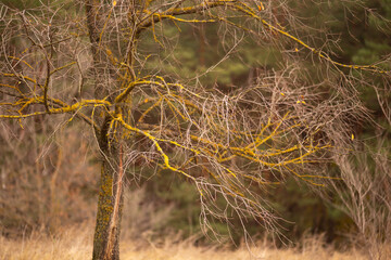 autumn leaves on the tree
