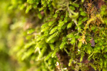 Fototapeta premium green moss background