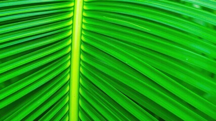 Close up shot of a vibrant green palm leaf showcasing intricate textures and natural patterns, green, vibrant