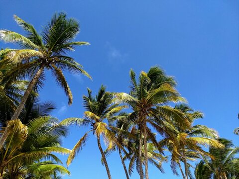 Tropical island coconut trees under a clear blue cloudless sky, Punta Cana, Dominican Republic