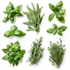 Obraz premium Fresh Culinary Herbs Collection Basil, Sage, Rosemary, Thyme - Top View Isolated on White Background