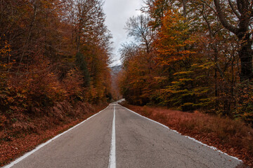 Obraz premium Road in the woods among the colors of autumn