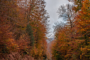 Obraz premium Road in the woods among the colors of autumn