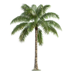 Fototapeta premium coconut tree isolated on white background.png