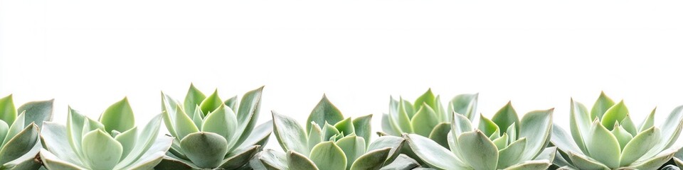Obraz premium Echeveria Succulents Border A Panoramic Row of Lush Green Succulents Isolated on White Background for Design Elements, Branding, and Nature-Inspired Projects.