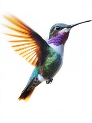 Fototapeta premium Vibrant Green and Purple Hummingbird in Flight, Isolated on White Background - High-Resolution Stock Photo