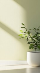 Fototapeta premium Elegant green plant in white pot with soft shadow on floor