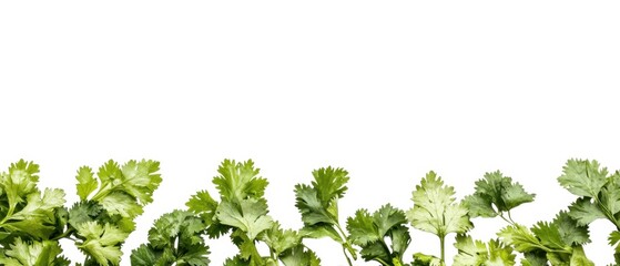 Obraz premium Fresh green cilantro leaves arranged against a white background, showcasing their vibrant color and texture.