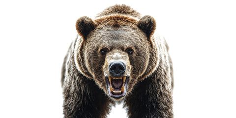 Angry Grizzly Bear Roaring Isolated on Transparent Background