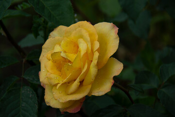 Beautiful yellow rose close-up against a background of green leaves in the garden in summer