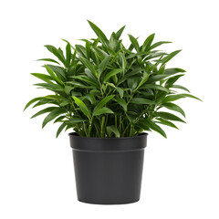 Fototapeta premium Lush green indoor plant in a black pot, vibrant leaves creating a fresh look in any space.