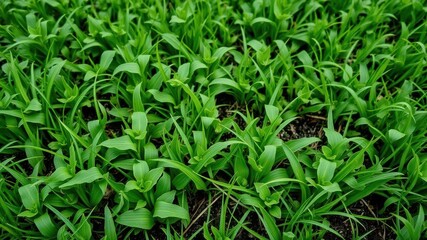 Obraz premium Vibrant green grass in a spring garden, outdoor, growth, garden