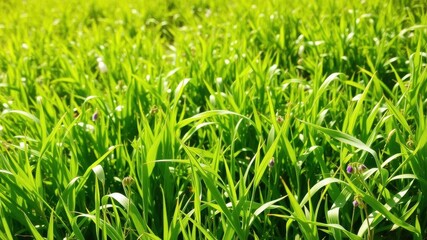 Fototapeta premium Vibrant green grass in a meadow on a sunny spring day, green, flora, environment
