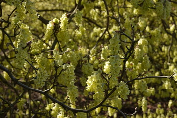 Fototapeta premium spring