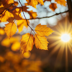 Obraz premium Autumn background with yellow and orange leaves at sunset on a sunny day, depicting a natural concept. Autumn leaves on a blurred brown autumn forest background. The autumn season, a golden time, an a
