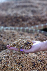 Luwak coffee on display at a coffee plantation. Coffee bean textures.  Yogyakarta. Indonesia.