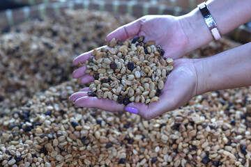 Luwak coffee on display at a coffee plantation. Coffee bean textures.  Yogyakarta. Indonesia.