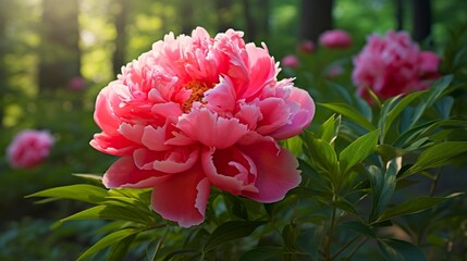 Fototapeta premium A photo of a peony in full bloom