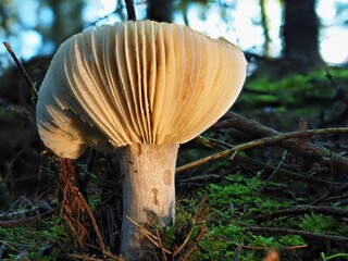 Pilz im Herbst im deutschen Wald als mit unscharfem Hintergrund