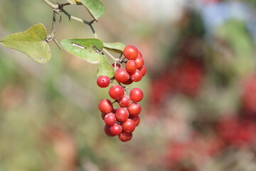 Obraz premium Smilax aspera is a perennial, evergreen climber with a flexible and delicate stem, with sharp thorns 