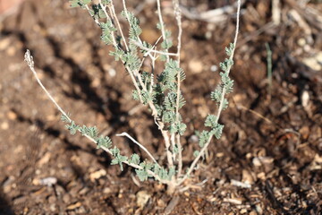 Thymus capitatus (conehead thyme) is a compact, woody perennial native to Mediterranean Europe and Turkey