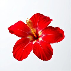  hibiscus flower isolated on white