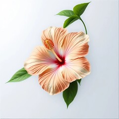 hibiscus flower isolated on white