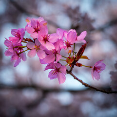 Kirschblüte