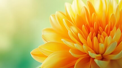 Fototapeta premium Close-Up of a Vibrant Yellow Flower with Soft Focus