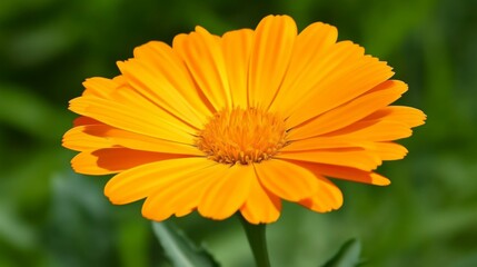 Vibrant Orange Flower Close-Up: A Stunning Floral Macro