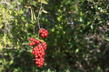 Obraz premium Smilax aspera is a perennial, evergreen climber with a flexible and delicate stem, with sharp thorns 