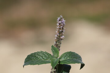 Fototapeta premium Mentha longifolia is a species of plant in the family Lamiaceae.