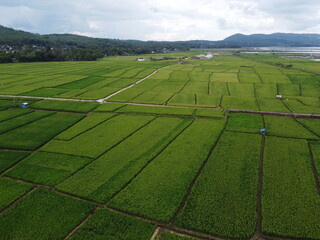 THE BEAUTY OF THE RICE FIELD LANDSCAPE ON THE EDGE OF RAWA PENING LAKE WHICH IS THE ROUTE OF THE AMBARAWA STATION STEAM TRAIN