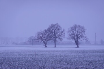 trees in the snow