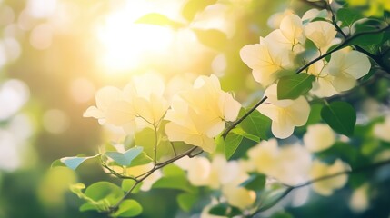 Obraz premium White Flowers in Sunlight: A Delicate Bloom