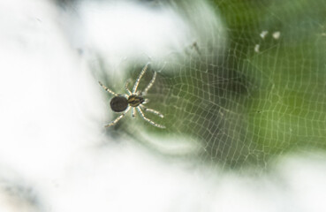 The Web Master: A Close-Up of a Tiny Spider in Its Nest