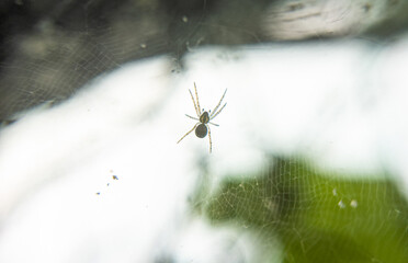 The Web Master: A Close-Up of a Tiny Spider in Its Nest