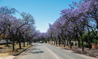 Jacaranda Trees blooming in a street, Johannesburg, South Africa