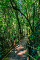 Fototapeta premium Wooden suspended path through the vegetation of the preserved rainforest in Ilhabela