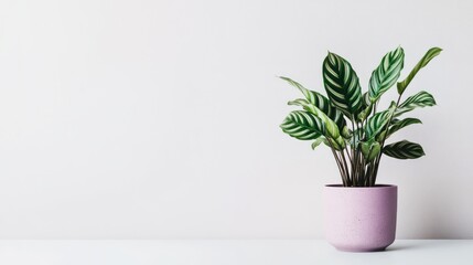 Fototapeta premium Calathea plant in pastel pink pot against white wall.