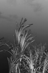 wheat field and sky in black and white film negative