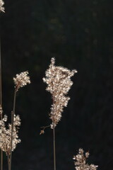 reeds in the wind